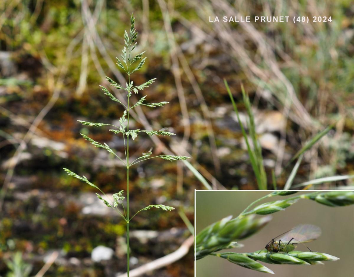 Meadow-grass,  flower